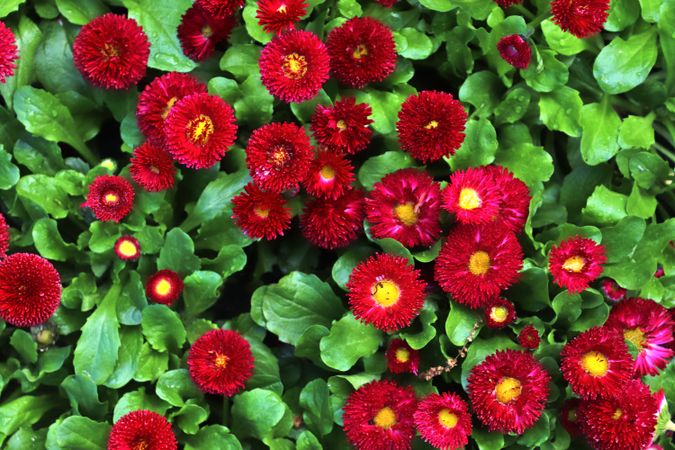 Beautiful flowers in a european garden in different colors
