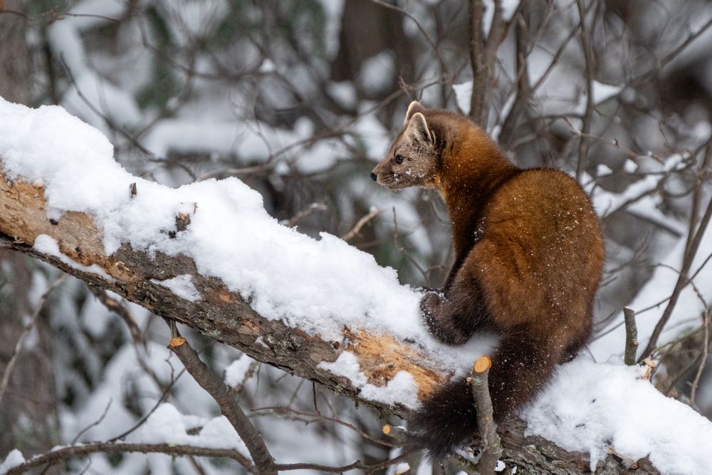American pine marten at Sax-Zim Bog, MInnesota