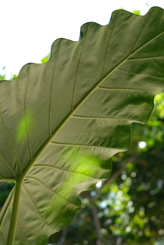 Leaf