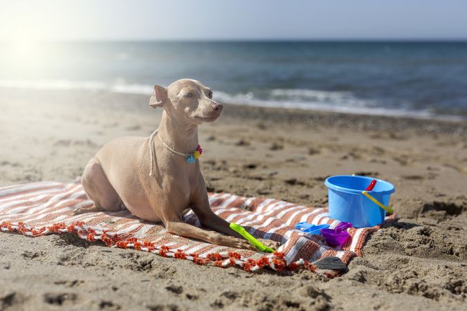 Cute puppy playing on beach in sunny day