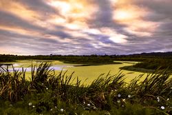 Mossy marsh under clouds