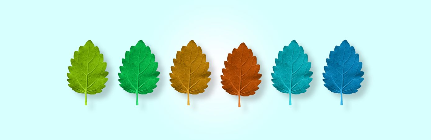 Row of multi colored fall leaves on blue background
