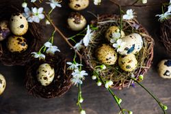 Top view Easter holiday card concept of nest and speckled eggs on wooden table