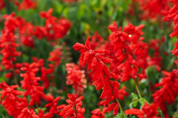 Beautiful red Salvia flowers outdoor in park