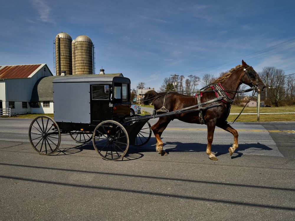Amish horse and buggy