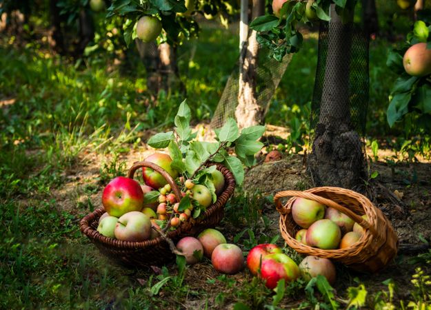 We collect apples. Basket of ripe fruits on an apple plantation.