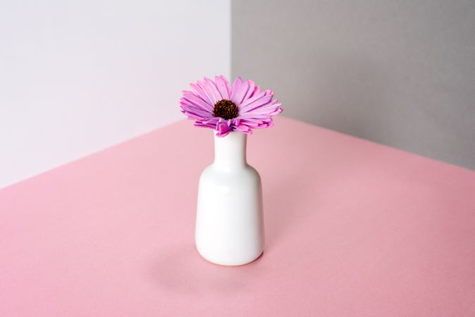 Violet daisy flowers in a multicolor background