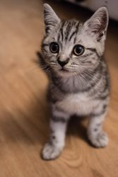 Silver tabby cat on brown parquet