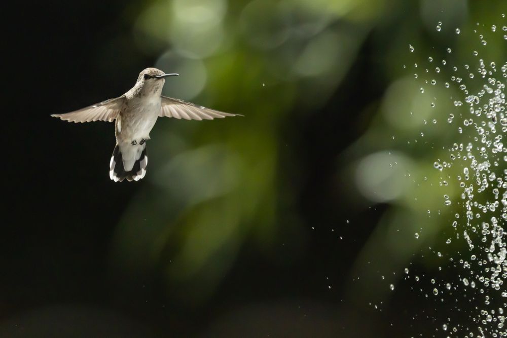 Hummingbird in Flight