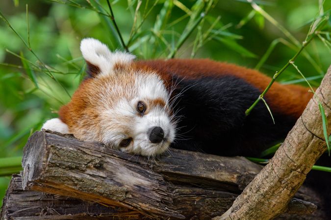 Red panda resting head
