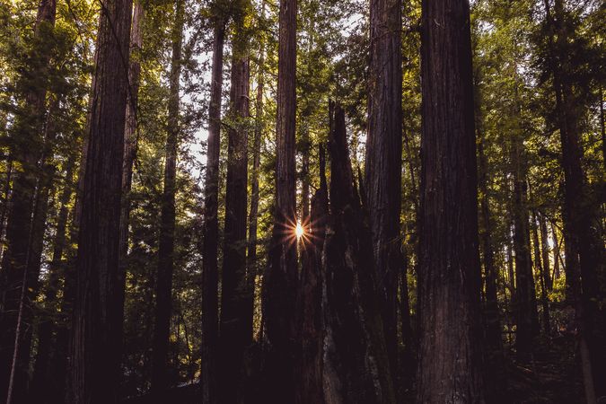 Sunflare peaking through tall forest trees