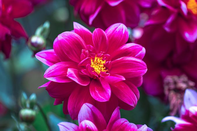 Small pink dahlia flower growing in a hedge outdoors