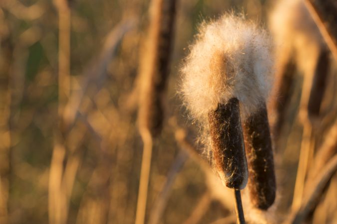 Reeds with fluffs at sunset