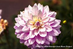 Light pink dahlia flower with yellow petals in the center 5pAoj4