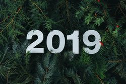2019 cut out of paper on a green pine background