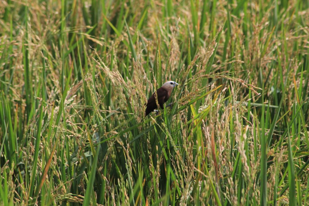 Bird In The Rice Field