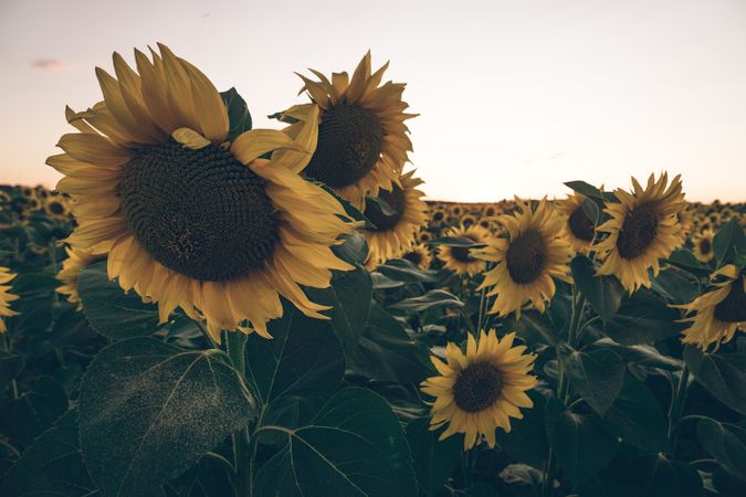 Sunflowers on background of blue sky