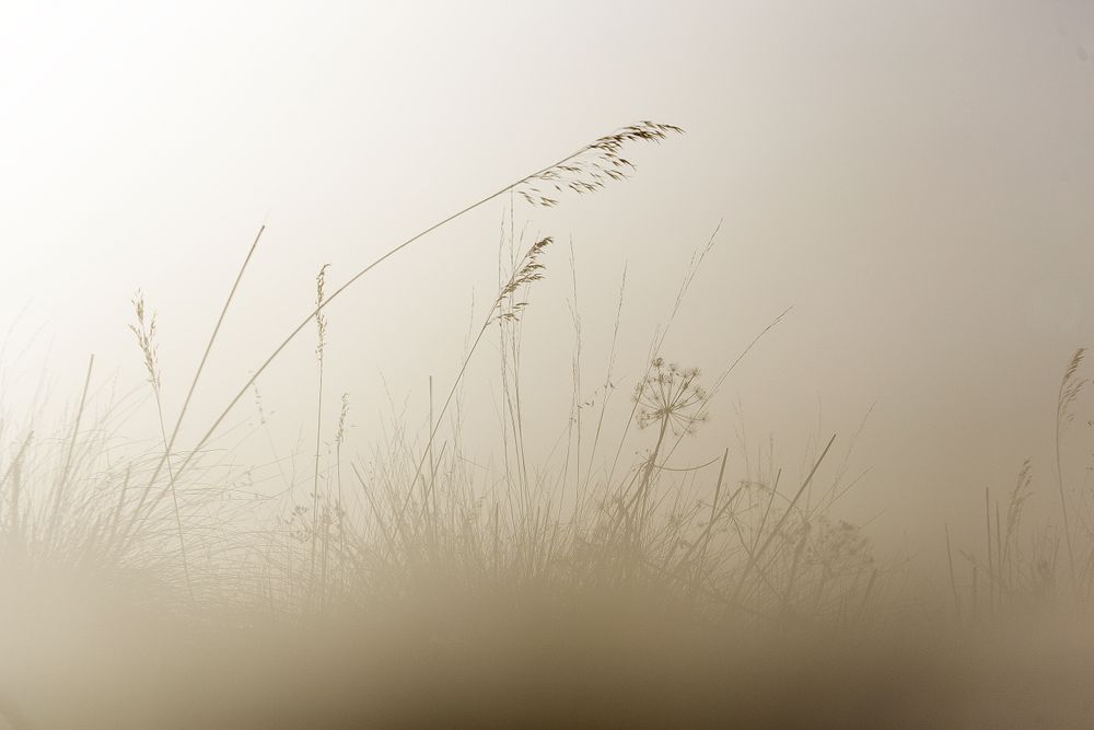 Transparent golden twigs on light sky