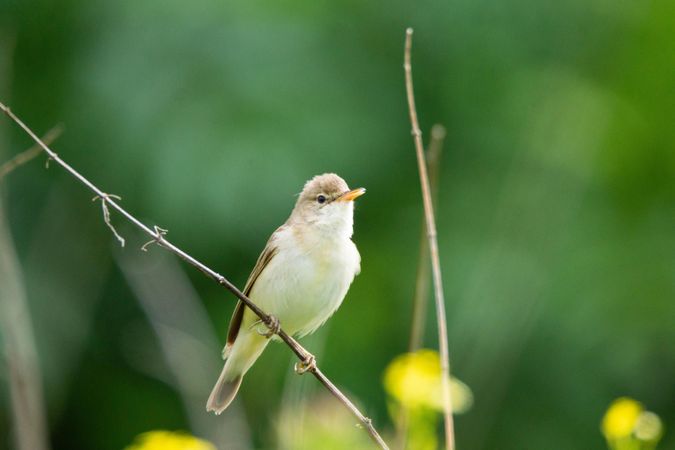 Brown bird on tree branch