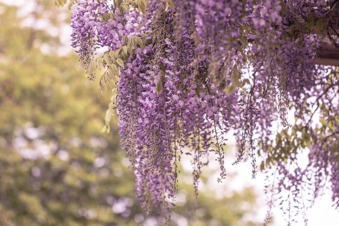 Purple wisteria growing on tree on overcast day