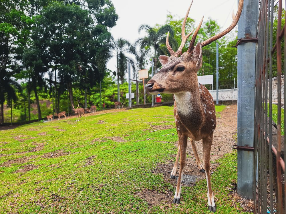 Spotted Deer in Captive Breeding Park