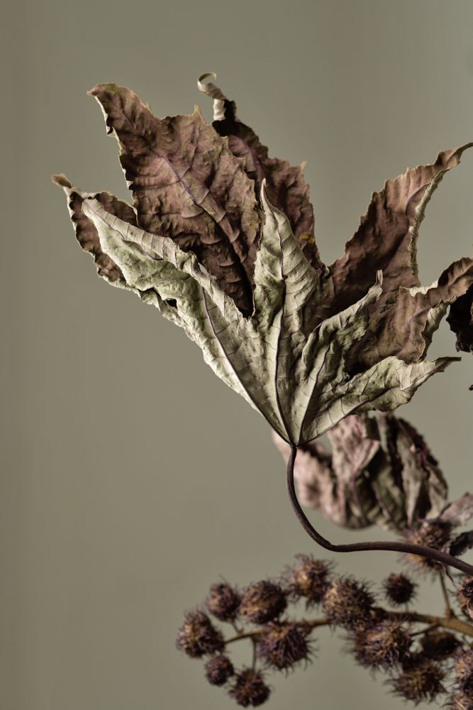 Dried branch, educational still life for drawing