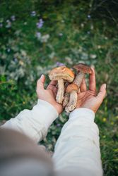 Man holding large mushrooms
