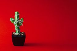 Cactus in pot with Christmas garland decoration