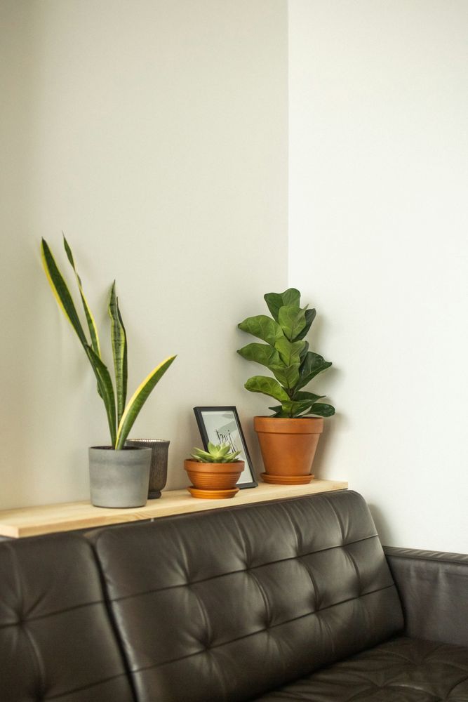 Indoor Houseplants on Leather Sofa Corner