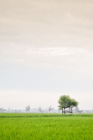 Tree in a field of long grass