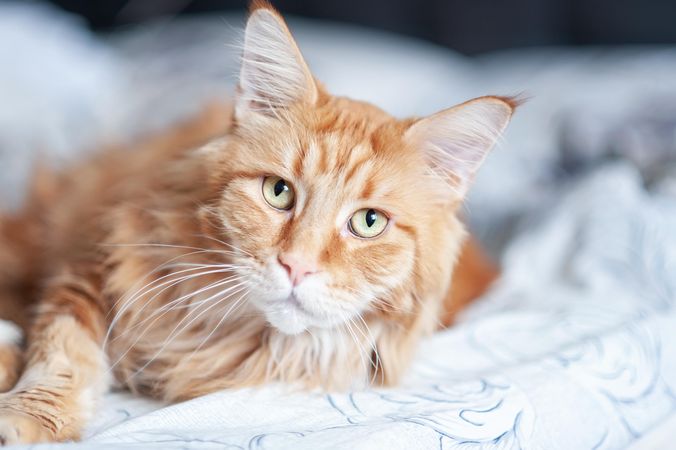 Orange tabby cat on sheets