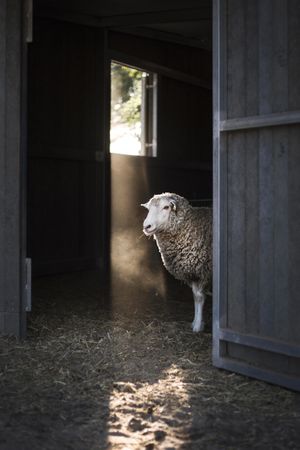 Sheep beside door