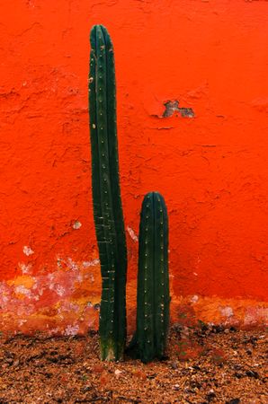Two cacti growing against red wall