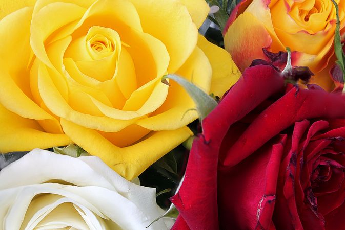 Beautiful flowers in a european garden in different colors