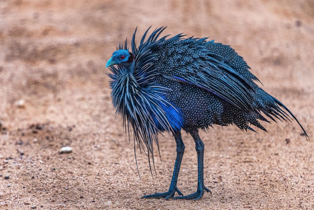 Vulturine Guinea Fowl, Tsavo, Kenya