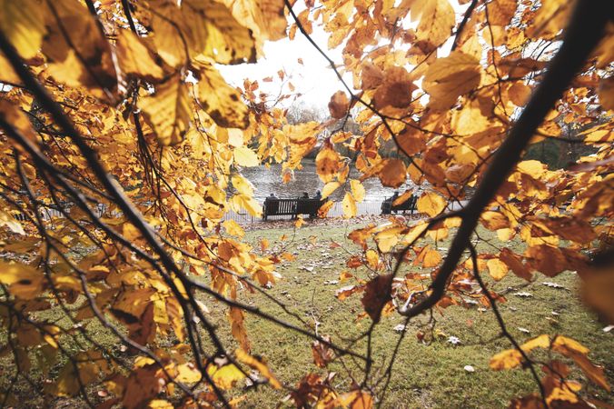 Twigs with yellow leaves and bench with people near water