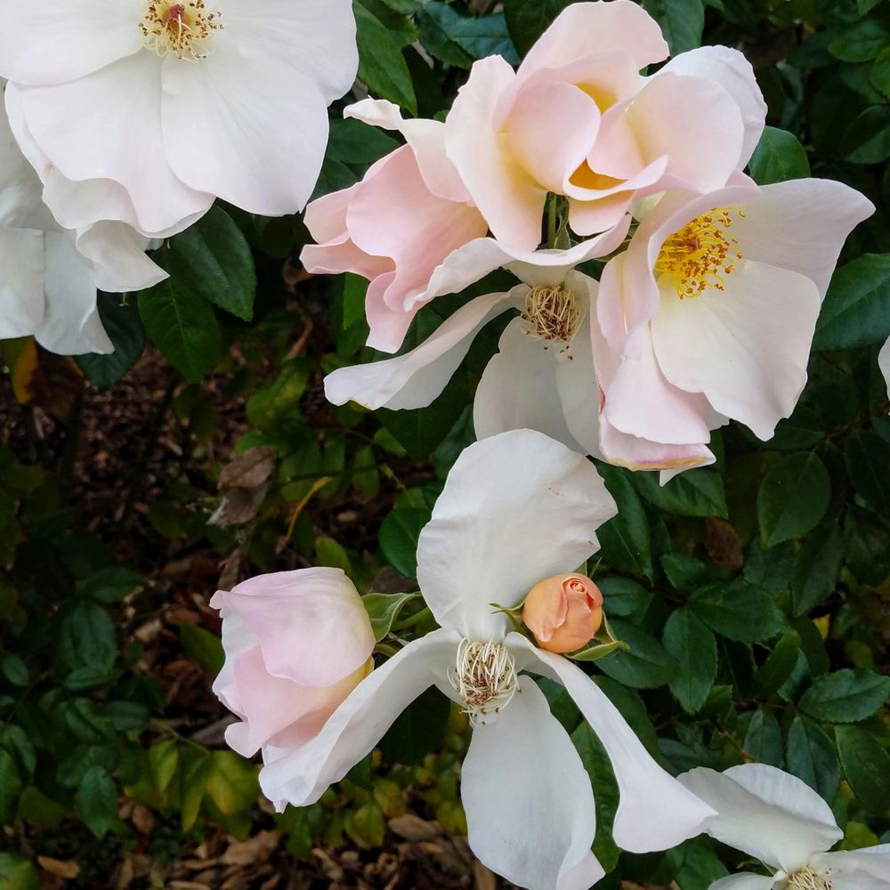 Pink roses growing wild