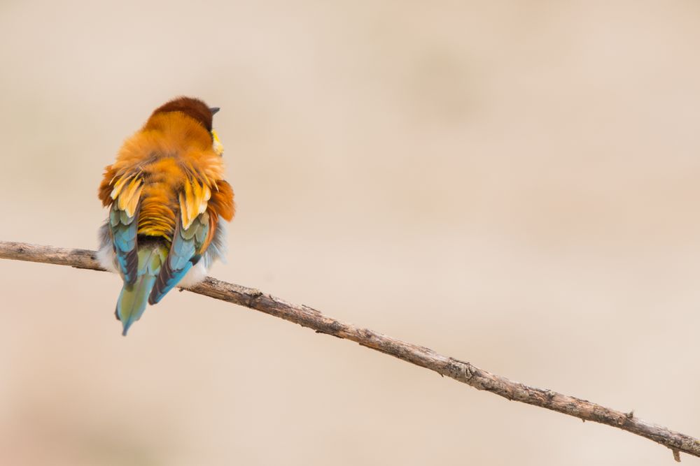 Bird standing on tree branch