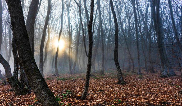 Sun coming through misty autumnal  forest