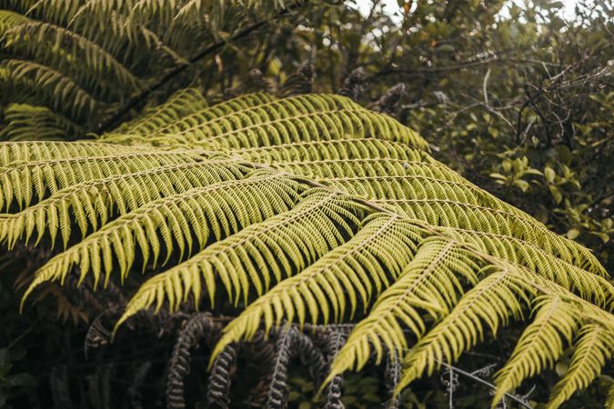 Green exotic frond at forest