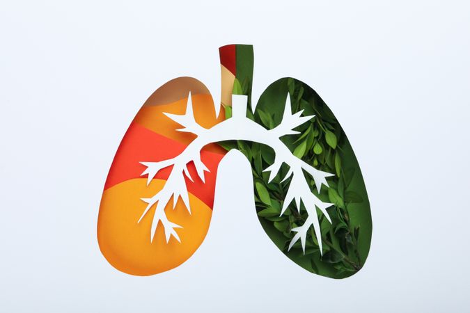 Lung shape cut out of paper with bronchus and green and orange color underneath