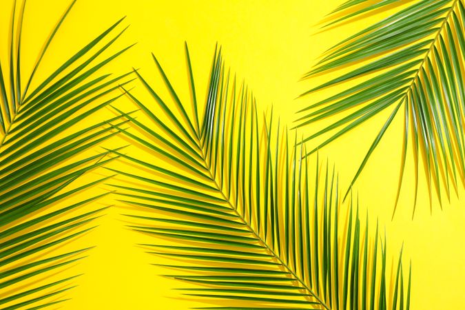 Beautiful palm leaves on color background, top view. Exotic plant