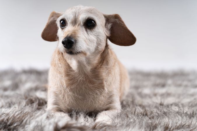 Portrait of a cute teckel dog on a grey rug in studio shoot