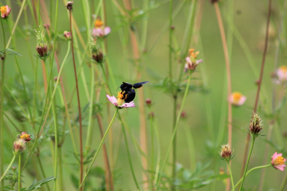 Beetle With Flower