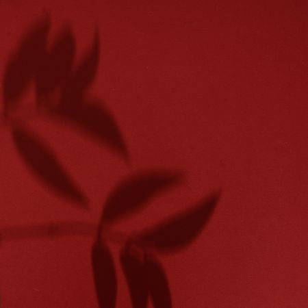 Top view of tropical leaf shadow on red background