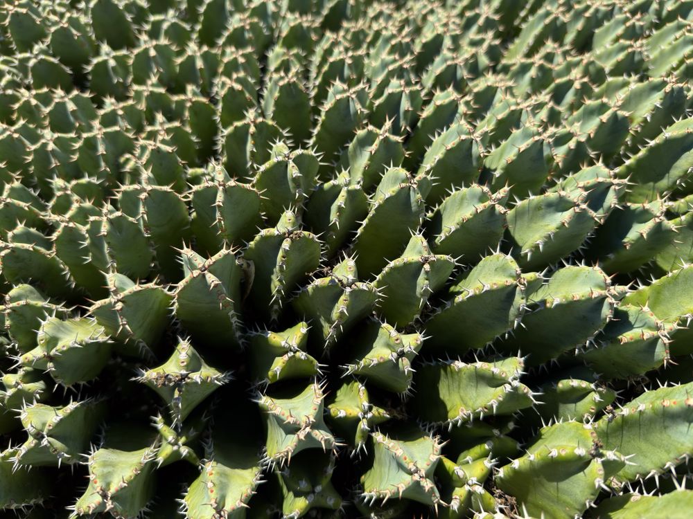 Top of resin spurge cacti