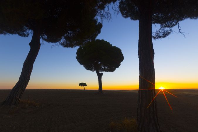 Silhouette of trees in sunset valley