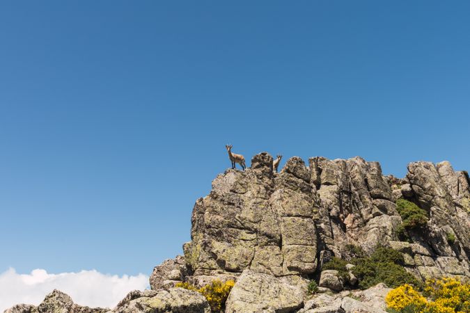Young goats on high stone on background of blue sky