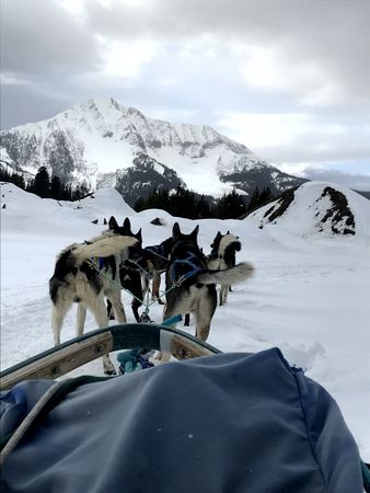 Frozen Journey: Dog Sledding in Snowy Landscape