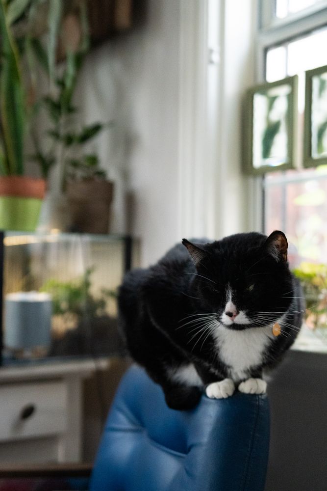 Cat perched on the back of a chair inside